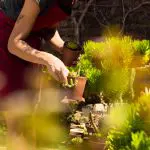 Person in roter Schürze, die sich im Freien, umgeben von Grün und Sonnenlicht, um getopfte Sukkulenten und Pflanzen kümmert und einen kleinen Terrakottatopf hält.